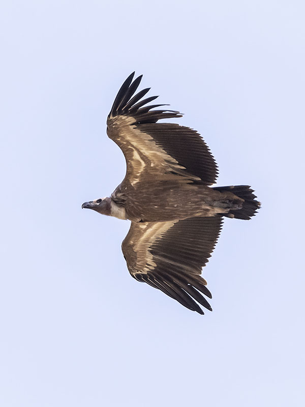 Grifone - Gyps fulvus